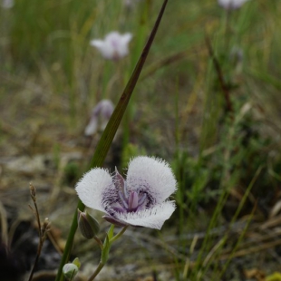 Calochortus caeruleus